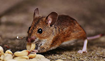 24 Hour & Emergency Exterminators in Assinippi, MA